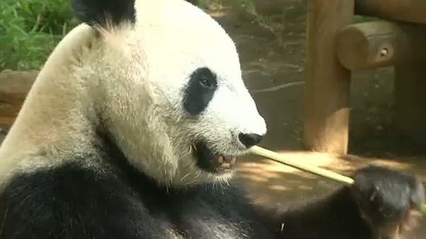 Japan freut sich über Panda-Nachwuchs Japan freut sich über Panda-Nachwuchs