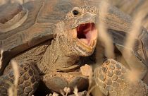 Kalifornien: Dürre bringt Schildkröten in Gefahr