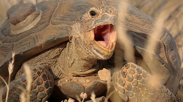 Kalifornien: Dürre bringt Schildkröten in Gefahr Kalifornien: Dürre bringt Schildkröten in Gefahr