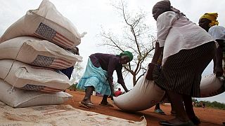 Zimbabwe bans grain imports after bumper harvest