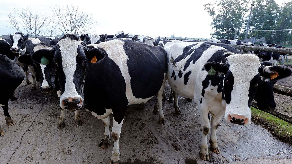 جسر جوي لنقل الأبقار إلى قطر وتأمين احتياجاتها من الحليب