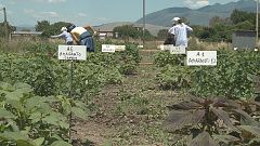 Takeaways: Ancient crops, future food