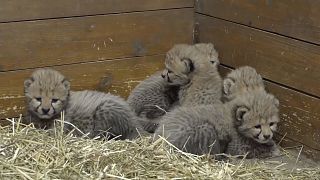 Gepárdkölykök születtek a prágai állatkertben