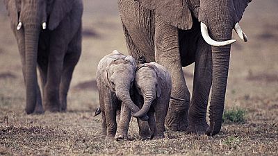 Animal rights groups oppose sale of Namibian baby elephants to UAE park