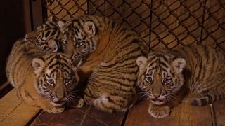 Endangered tiger cubs gear up to meet the public