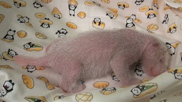 Pandabébi született Tokióban Pandabébi született Tokióban