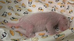 Japonya'da yavru panda sevinci