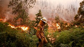 Incendi in Portogallo: una crisi europea