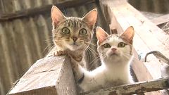 Wie Katzen nach Europa kamen