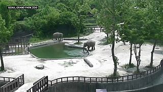 Babyelefant stolpert ins Wasserbecken