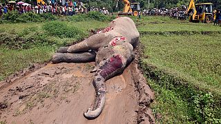 Zimbabwe : l'empoisonnement, arme fatale des braconniers contre les éléphants