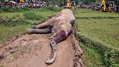 Zimbabwe : l'empoisonnement, arme fatale des braconniers contre les éléphants