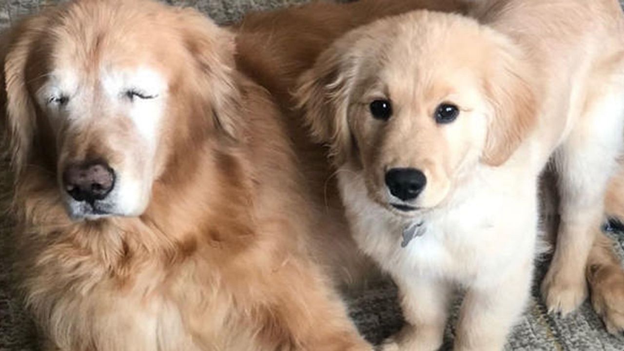 Blind Golden Retriever Has Seeing Eye Puppy To Help Him Out