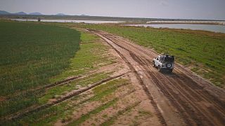 El renacimiento de la industria agrícola en Angola