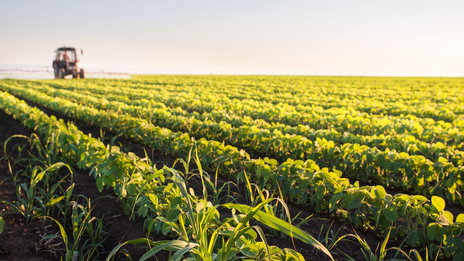 Image: Field