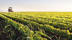 Image: Field