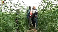 "Caporalato e migrazioni: serve un approccio organico"