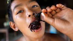 E que tal umas tarântulas fritas?