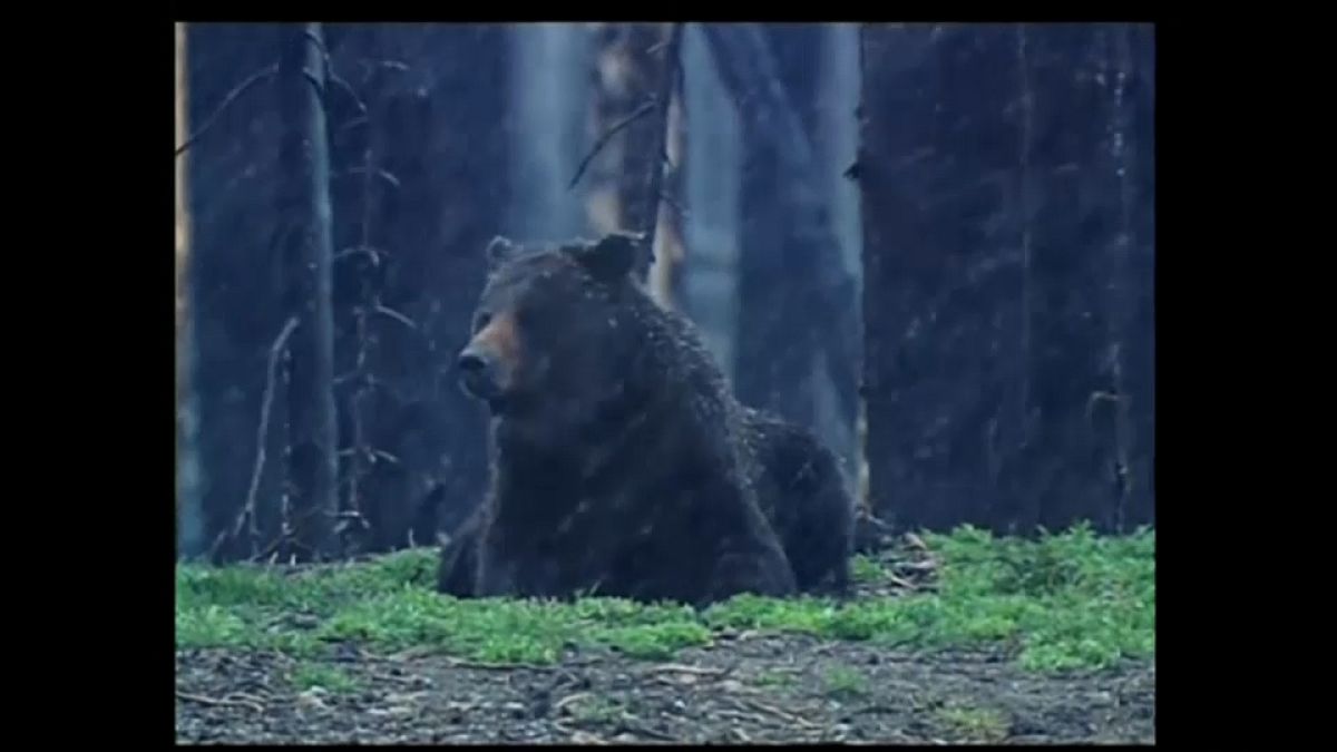 El oso Grizzly de Yellowstone perderá la protección como especie en peligro de extinción