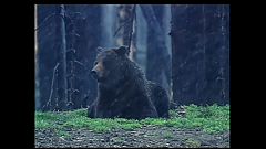 El oso Grizzly de Yellowstone perderá la protección como especie en peligro de extinción