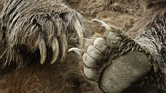 Grizzlybären "nicht länger bedroht"