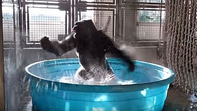 Groovy gorilla makes a splash on the web