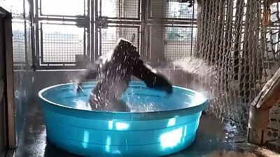 Genç gorillanın havuz sefası ve su dansı