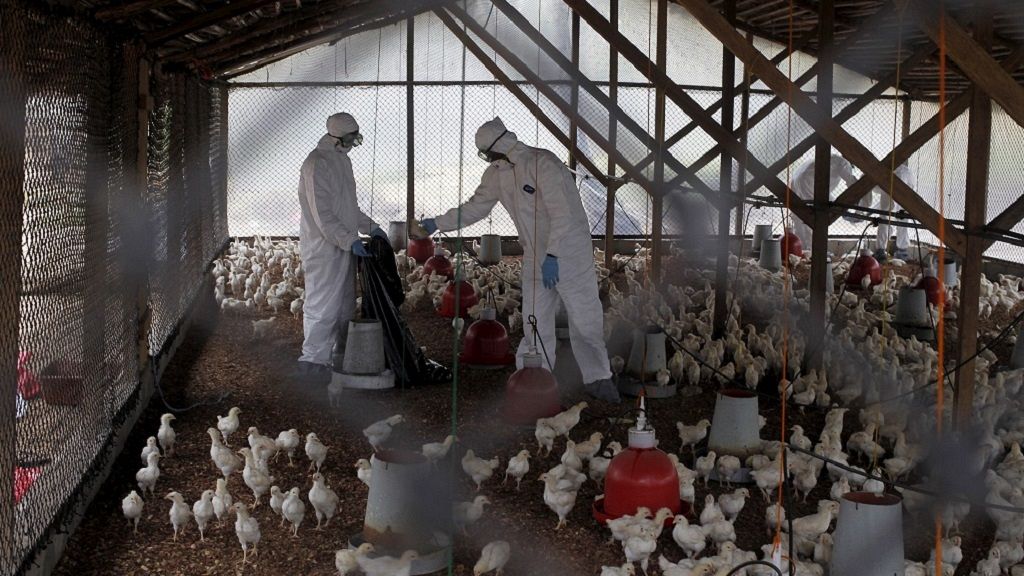 South Africa hit by outbreak of H5N8 bird flu Africanews