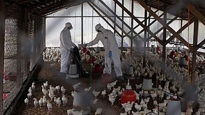 South Africa hit by outbreak of H5N8 bird flu