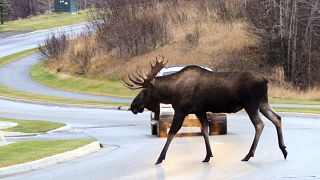 Image: Moose crossing