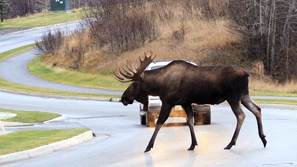 Image: Moose crossing Image: Moose crossing