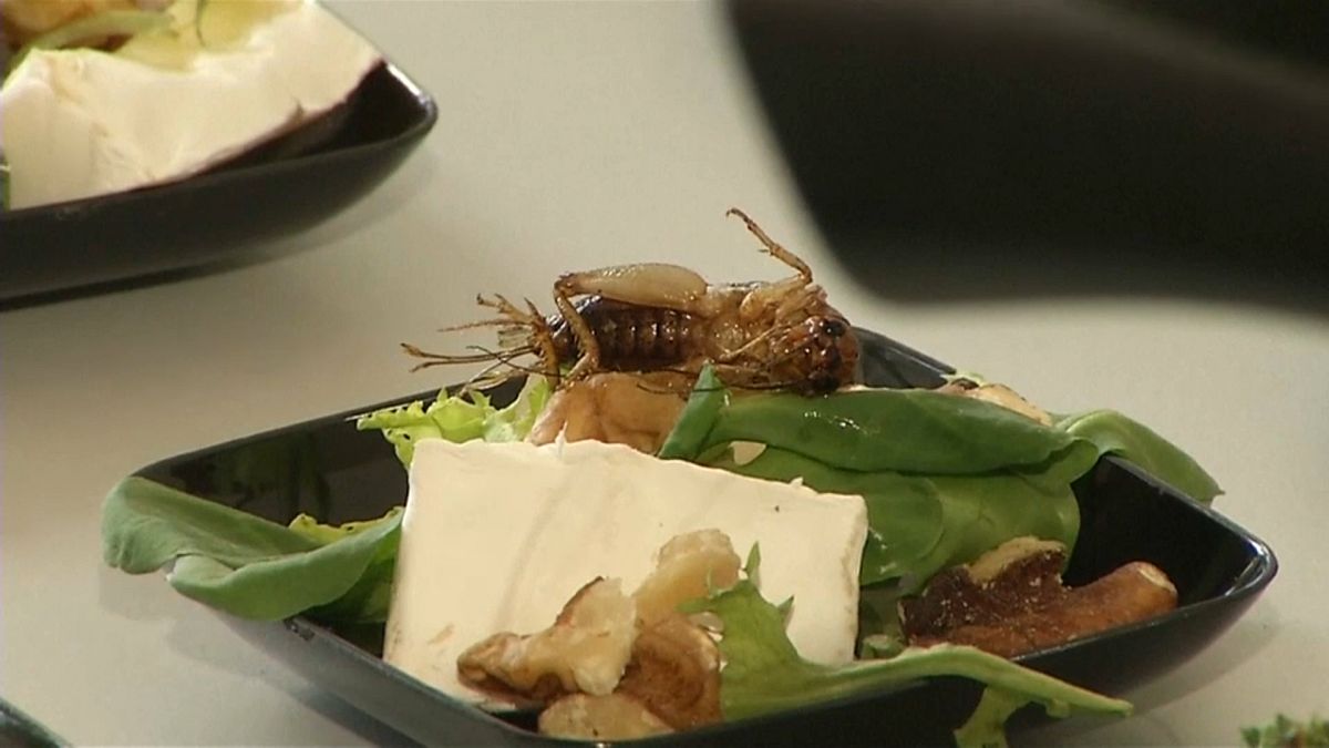 Des insectes dans nos assiettes demain ?