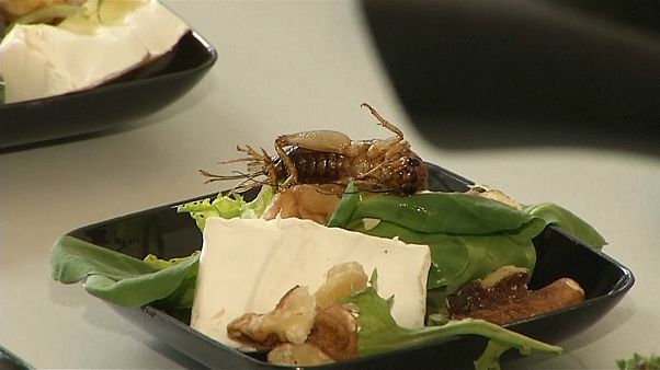 Des insectes dans nos assiettes demain ? Des insectes dans nos assiettes demain ?