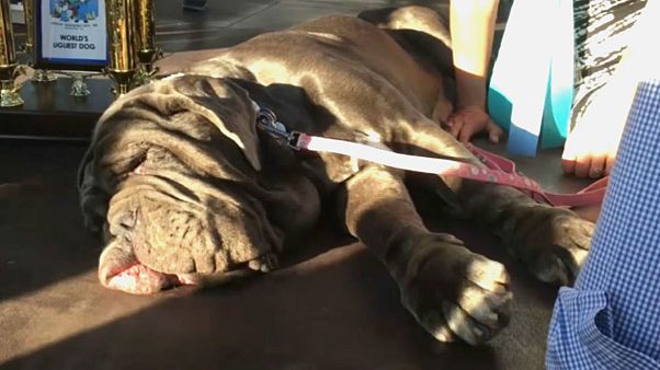 Márta lett a világ legrondább kutyája Márta lett a világ legrondább kutyája