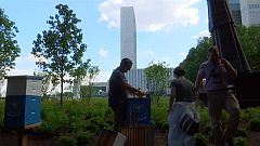 L'ONU accorde l'asile à 150 000 abeilles !