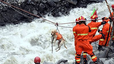 Çin'deki kurtarma çalışmalarına köpekler de katıldı