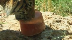 Мороженое для четвероногих