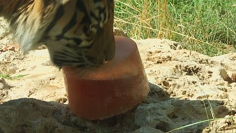Zoo cool Tigers chill in Roma