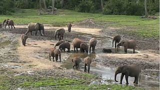 Centrafrique : la faune, victime du conflit en cours