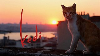 İstanbul kedileri dünya turunda