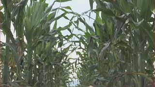 Afrique du Sud : la production du maïs va doubler