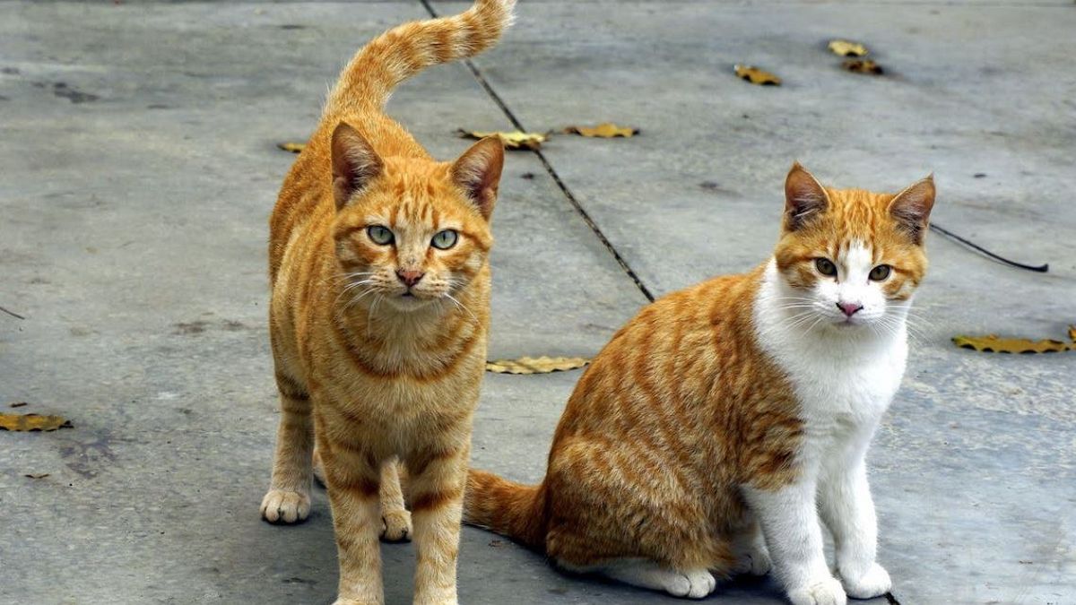 200 tote Katzen in Frankreich: Gift oder Virus?