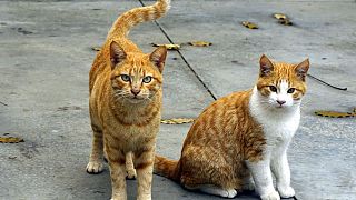 200 tote Katzen in Frankreich: Gift oder Virus?