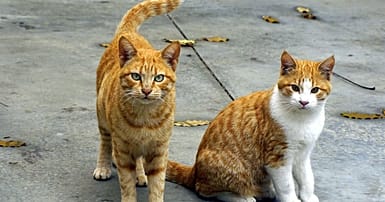 Who or what is killing Narbonne's cats? | Euronews