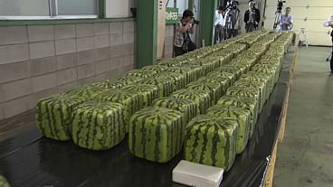 Japão produz melancias em forma de cubo: sabe porquê?