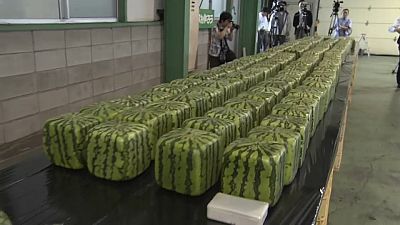 ¿Por qué cultivan melones cuadrados en Japón?