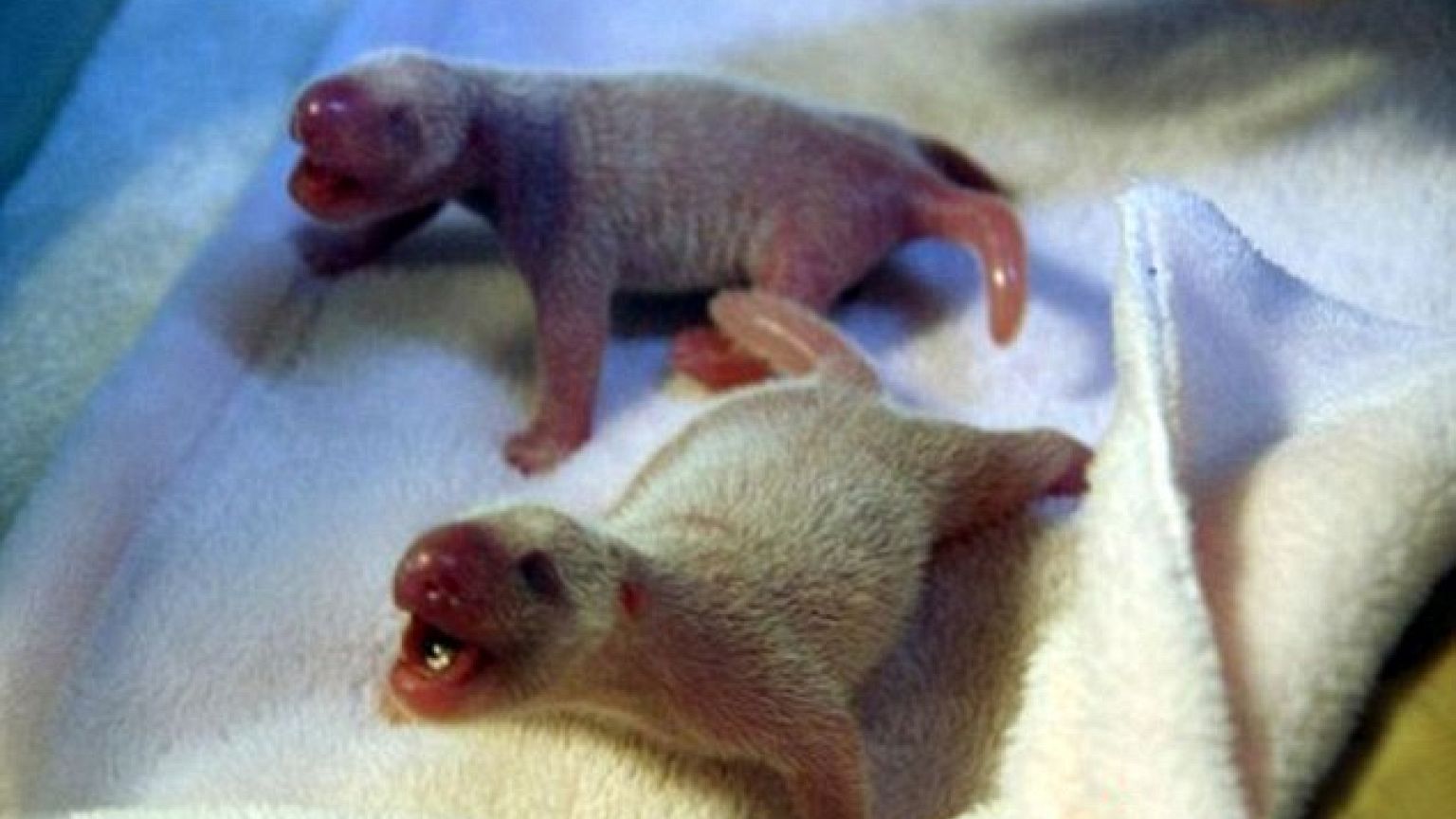 Cina: panda dà alla luce due gemelli a Chengdu