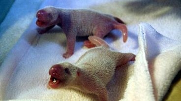 China anuncia o nascimento de casal de gémeos pandas
