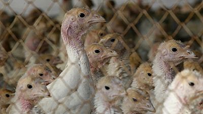 260,000 birds culled to contain bird flue outbreak in South Africa