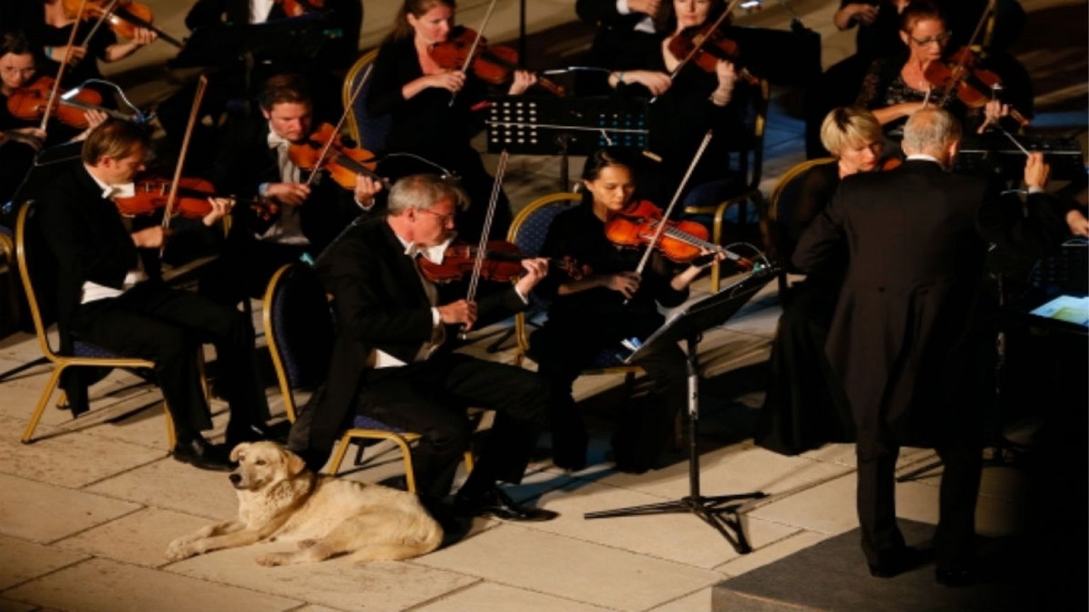 Sokak köpeğinin klasik müzik ilgisi